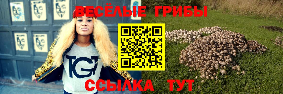 Галлюциногенные грибы Psilocybe Губкинский